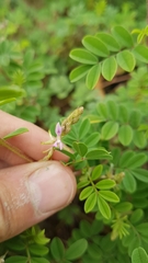 Indigofera microcarpa