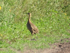 Rhynchotus rufescens