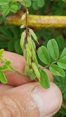Indigofera microcarpa