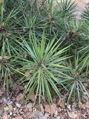 Yucca aloifolia