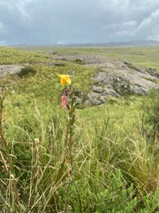 Oenothera parodiana
