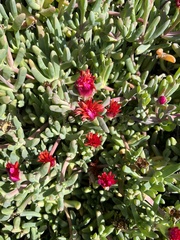Malephora crocea