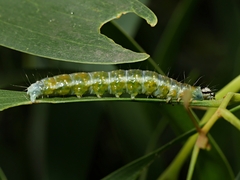 Cryptoptila immersana