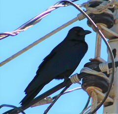 Corvus sinaloae