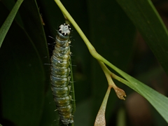 Cryptoptila immersana