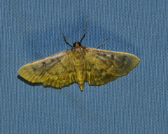 Herpetogramma aeglealis