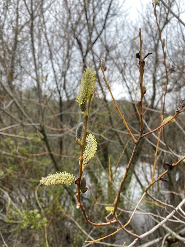 iNaturalist observation photo of Arroyo Willow