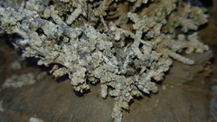 Caroxylon nollothense