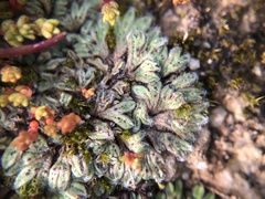 Riccia trichocarpa