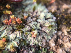 Riccia trichocarpa