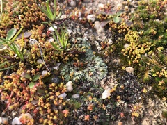 Riccia trichocarpa