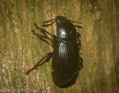 Hydissus feronioides