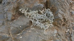 Caroxylon nollothense