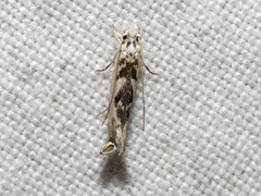 Erechthias mystacinella