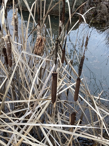 iNaturalist observation photo of Cattails
