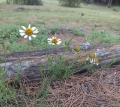 Helenium radiatum