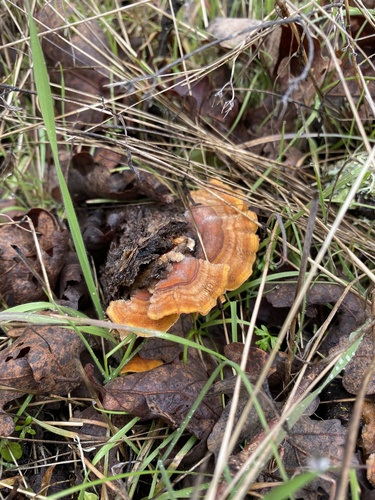 iNaturalist observation photo of turkey-tail