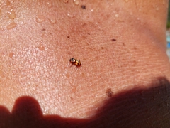 Eriopis chilensis