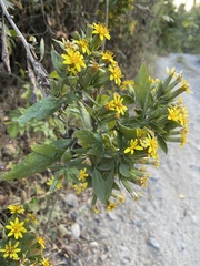 Trixis inula