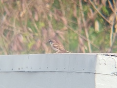 Passer montanus