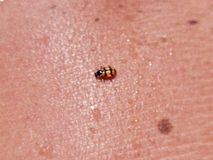 Eriopis chilensis