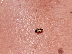 Eriopis chilensis