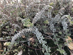 Acmispon argophyllus
