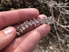 Acmispon argophyllus
