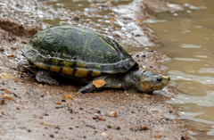 Kinosternon scorpioides scorpioides