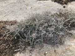 Acmispon argophyllus