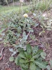 Gomphrenoideae