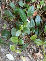 Hydrangea serratifolia