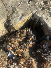 Anthopleura elegantissima