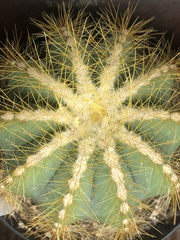 Parodia magnifica