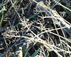 Alyssum serpyllifolium