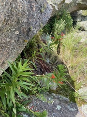 Siphocampylus foliosus