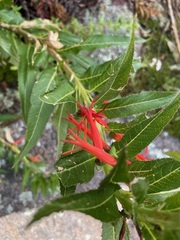 Siphocampylus foliosus