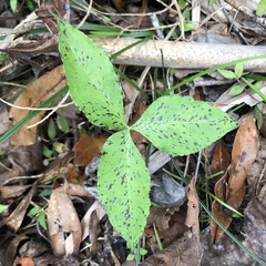 Arisaema acuminatum