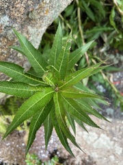 Siphocampylus foliosus