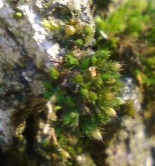 Orthotrichum diaphanum