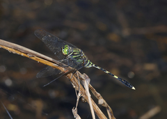 Orthetrum serapia
