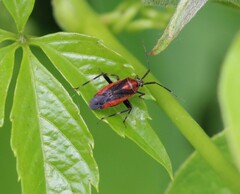 Taedia
