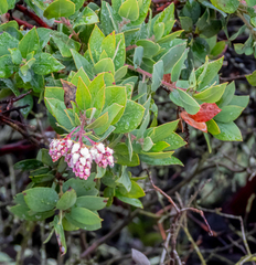 Arctostaphylos andersonii