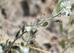 Nerisyrenia camporum