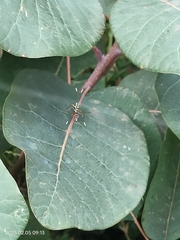 Xanthocryptus novozealandicus