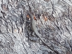 Sauria