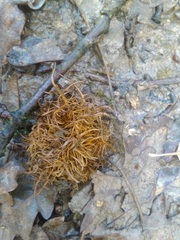 Andricus caputmedusae