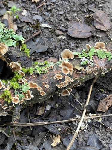 iNaturalist observation photo of hairy curtain crust