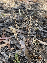 Lepidium monoplocoides