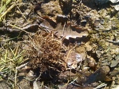 Andricus caputmedusae